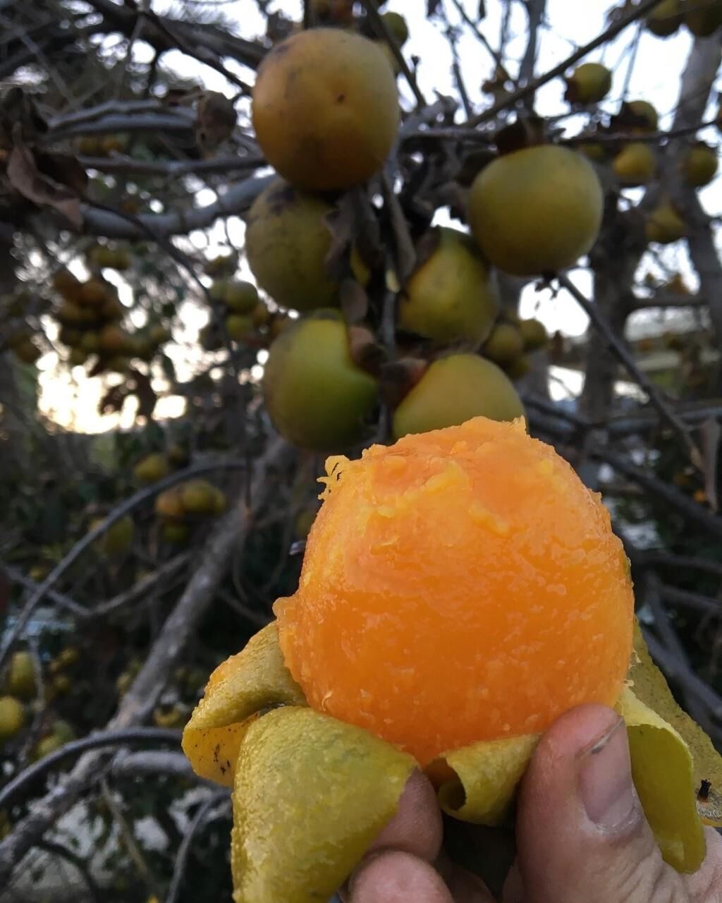 TÜPLÜ AŞILI YEŞİL TRABZON HURMASI 2 YAŞ 70-90 CM BOY (TATLI)