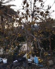 TÜPLÜ AŞILI YEŞİL TRABZON HURMASI 2 YAŞ 70-90 CM BOY (TATLI)