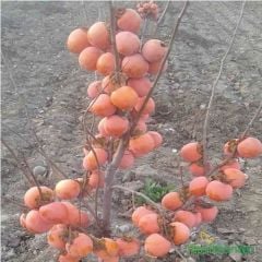 TÜPLÜ AŞILI TRABZON HURMASI ROJO BRİLLANTE FİDANI