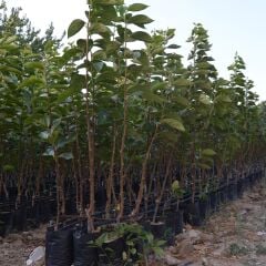 TÜPLÜ AŞILI TRABZON HURMASI ROJO BRİLLANTE FİDANI