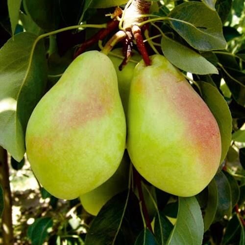 TÜPLÜ AŞILI SANTA MARİA ARMUT FİDANI 2 YAŞ - 90-110 BOY (BOL SULU ÇOK VERİMLİ