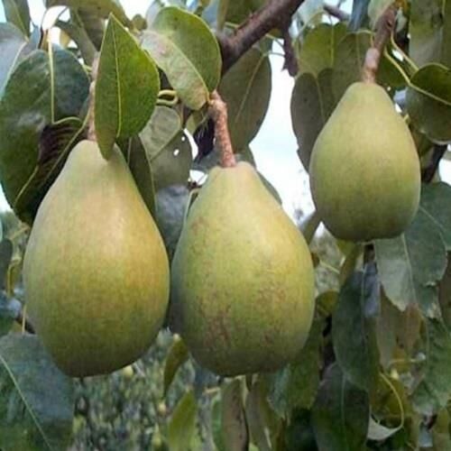 TÜPLÜ AŞILI ANKARA ARMUT FİDANI 2 YAŞ 90-110 CM BOY