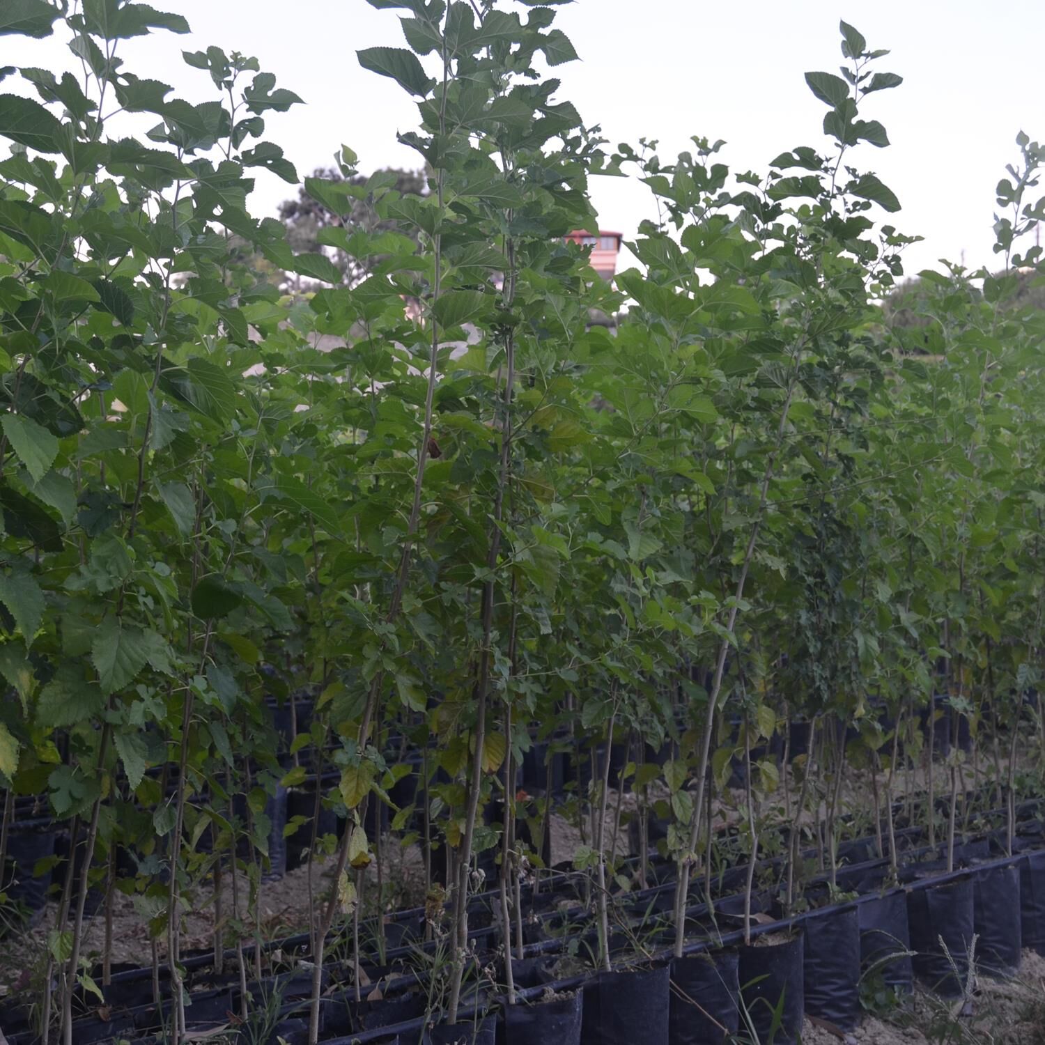 TÜPLÜ AŞILI GÖLGELİK DUT(MEYVESİZ)