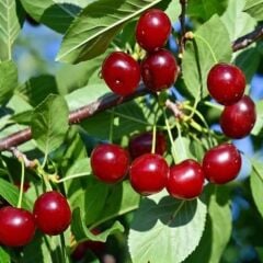 TÜPLÜ KÜTAHYA VİŞNE FİDANI 2 YAŞ 120-150 CM BOY