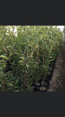 TÜPLÜ KÜTAHYA VİŞNE FİDANI 2 YAŞ 120-150 CM BOY