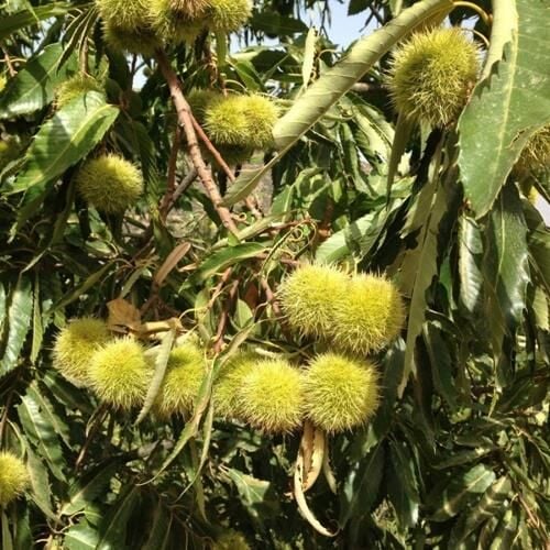 TÜPLÜ HACI ÖMER AŞILI KESTANE FİDANI 2 YAŞ 90-110 CM BOY