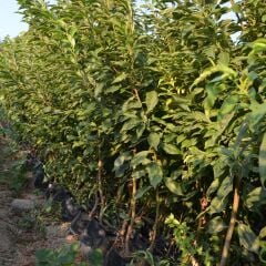 TÜPLÜ AŞILI BLACK DİAMOND JAPON ERİK FİDANI 120-150 cm