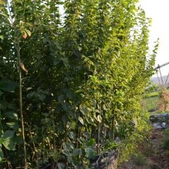 TÜPLÜ AŞILI CAN ERİK FİDANI