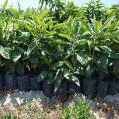 TÜPLÜ MALTA ERİĞİ(YENİ DÜNYA) FİDANI 2 YAŞ 100-120  CM BOY