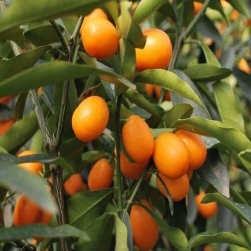 12 LİTRELİK SAKSIDA BODUR KAMKAT 3 YAŞ BOY 100-130 CM