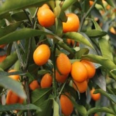 12 LİTRELİK SAKSIDA BODUR KAMKAT 3 YAŞ BOY 100-130 CM