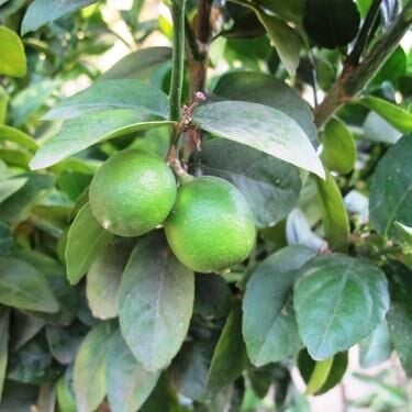 TÜPLÜ AŞILI ÇEKİRDEKSİZ TAHİTİ LİME  FİDANI 2 YAŞ 50-70 CM BOY