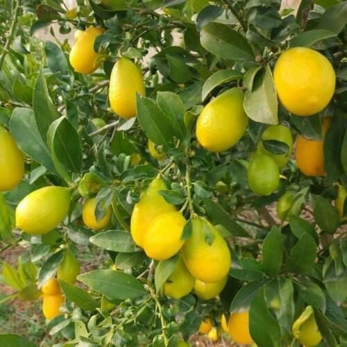 TÜPLÜ AŞILI LİME QUAT (LİMON KAMKAT) FİDANI 2 YAŞ 90-110 CM BOY