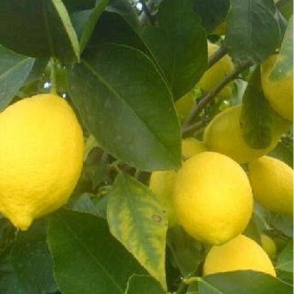 TÜPLÜ AŞILI KIBRIS LİMONU FİDANI