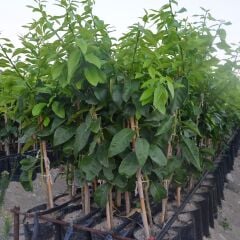 TÜPLÜ AŞILI KIBRIS LİMONU FİDANI