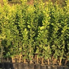 TÜPLÜ AŞILI ZAGARA BİANCA LİMON FİDANI 2 YAŞ BOY 90-110 CM