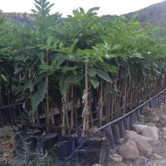 TÜPLÜ AŞILI MAYER FİDANI 2 YAŞ BOY 90-110 CM SOĞUKLARA DAYANIKLI