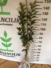 TÜPLÜ AŞILI YEDİVEREN LİMON FİDANI 2 YAŞ BOY 90-110CM