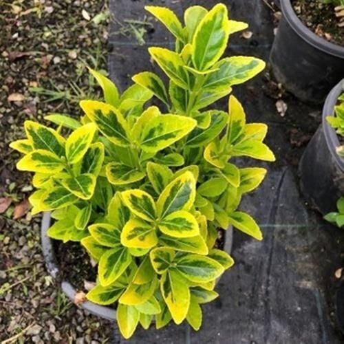 TÜPLÜ GOLD TAFLAN ÇİÇEĞİ BOY 35-55CM