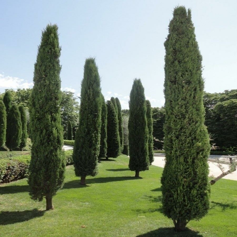 TÜPLÜ KARA SELVİ FİDANI 120-150 CM