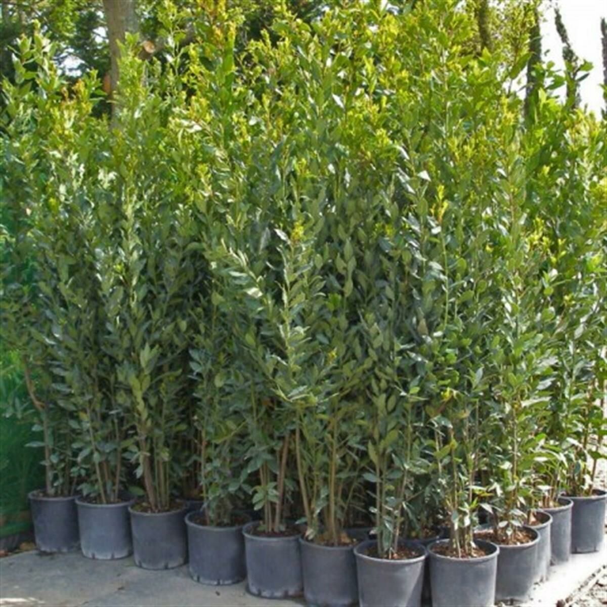 TÜPLÜ DEFNE FİDANI 60-80 cm