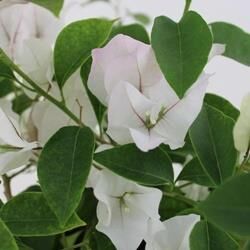 SAKSIDA BEYAZ BEGONVİL FİDANI YAŞ 2 BOY 80-110cm