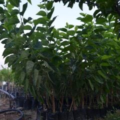 2'li PAKET TÜPLÜ AŞILI BEYAZ DUT FİDANI VE TÜPLÜ AŞILI YEDİVEREN AVUSTRALYA (İRİ) DUT FİDANI