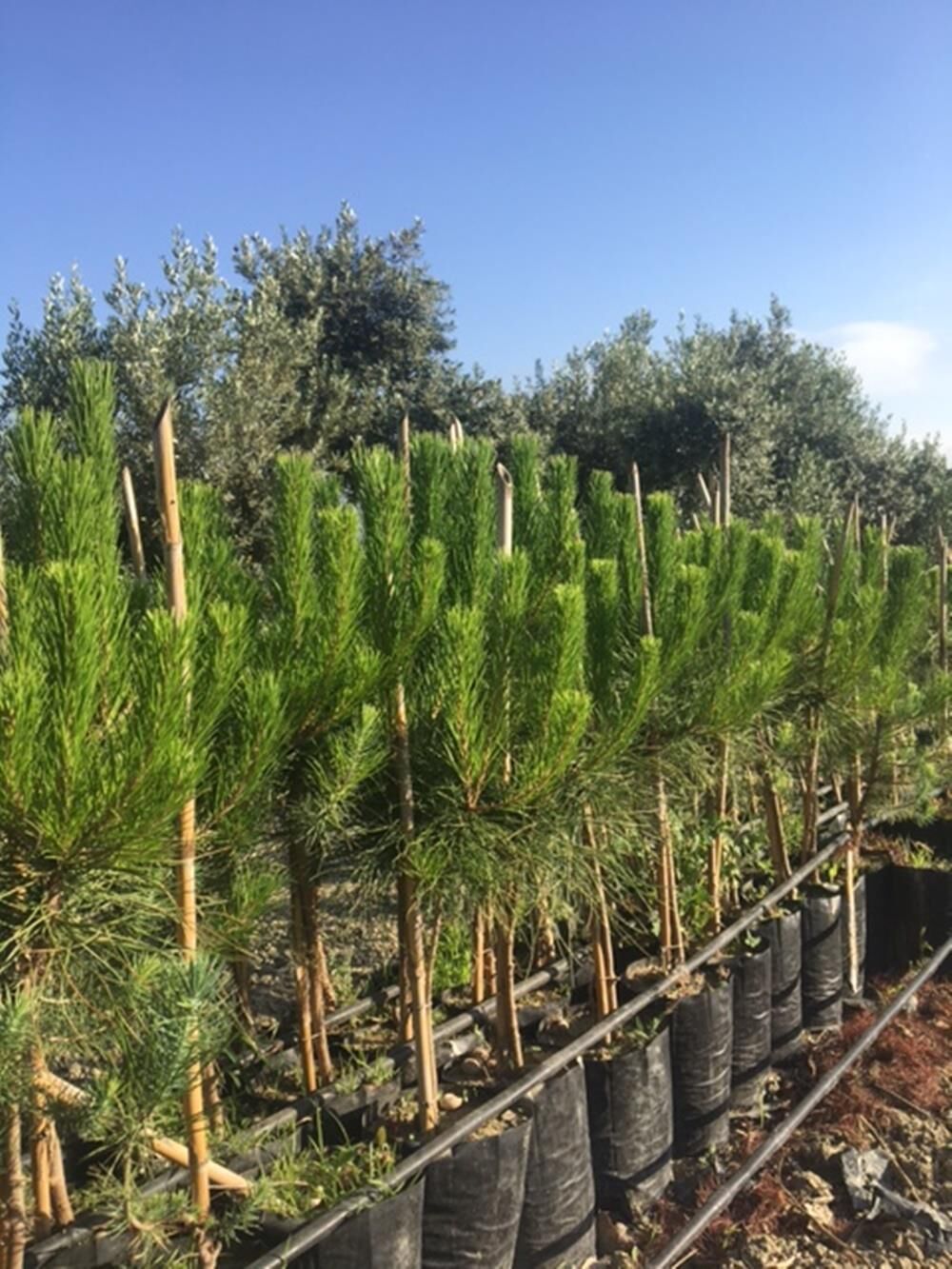 TÜPLÜ FISTIK ÇAM FİDANI BOY 90-110CM