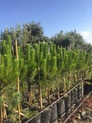 TÜPLÜ FISTIK ÇAM FİDANI BOY 90-110CM