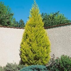 TÜPLÜ LİMONİ SERVİ FİDANI BOY 50-60CM
