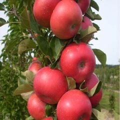 TÜPLÜ AŞILI AMASYA MİSKET ELMA FİDANI