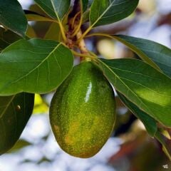 AŞILI TÜPLÜ 2 YAŞ ZUTANO AVOKADO BOY 60-90 CM