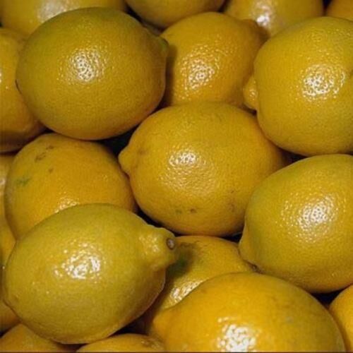 TÜPLÜ AŞILI DİKENSİZ İTALYAN LİMON 120-140 CM YAŞ 3