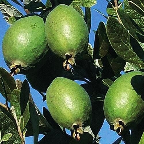 SAKSIDA FEİJOA (KAYMAK AĞACI) FİDANI 3 YAŞ - 150-180 CM BOY