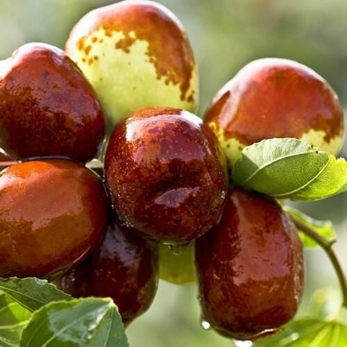 KALIN GÖVDELİ SAKSIDA HÜNNAP FİDANI 6 YAŞ 110-140 CM