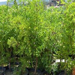 KALIN GÖVDELİ SAKSIDA HÜNNAP FİDANI 6 YAŞ 110-140 CM