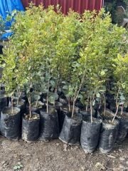 AŞILI TÜPLÜ 2  ADET(1 dişi 1 erkek) ANTEP FISTIĞI 40-60 CM