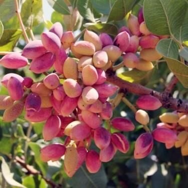 AŞILI TÜPLÜ 2  ADET(1 dişi 1 erkek) ANTEP FISTIĞI 40-60 CM