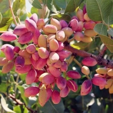 AŞILI TÜPLÜ 2  ADET(1 dişi 1 erkek) ANTEP FISTIĞI 40-60 CM