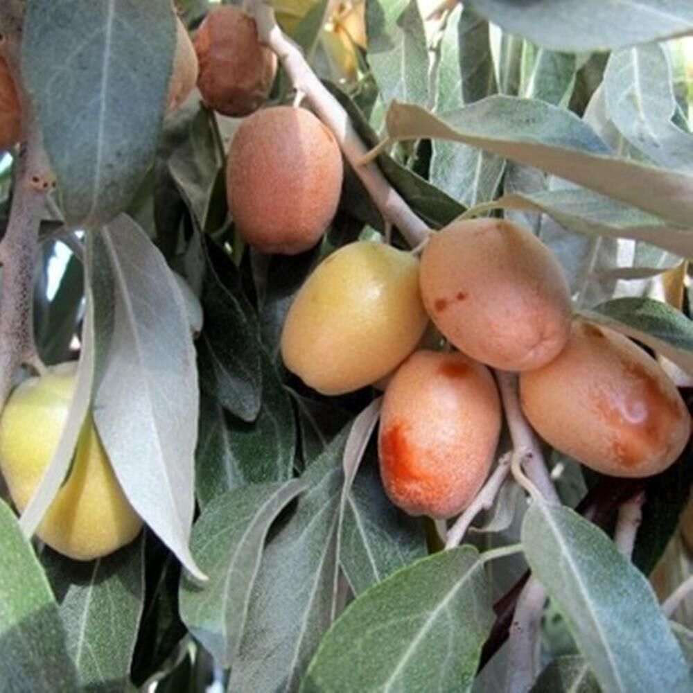 2 YAŞ TÜPLÜ KOKULU İĞDE FİDANI 130-150  CM