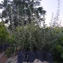 2 YAŞ TÜPLÜ KOKULU İĞDE FİDANI 130-150  CM