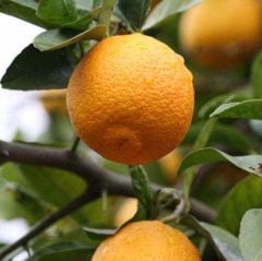 2 ADET TÜPLÜ 1 YAŞ VOLKAMARİANA LİMON ANACI 60-80 CM(aşılanabilir veya reçellik limon meyvesi alınabilir )