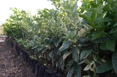 2 YAŞ TÜPLÜ ÖZEL BİR TÜR  ALACA LİMON (BOY 80-100 CM)