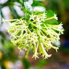 2 YAŞ TÜPLÜ MELİSA KOLONYA ÇİÇEĞİ  70-90CM