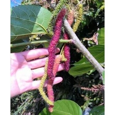 TÜPLÜ PAKİSTAN ŞAH DUT FİDANI BOY 80-110 CM