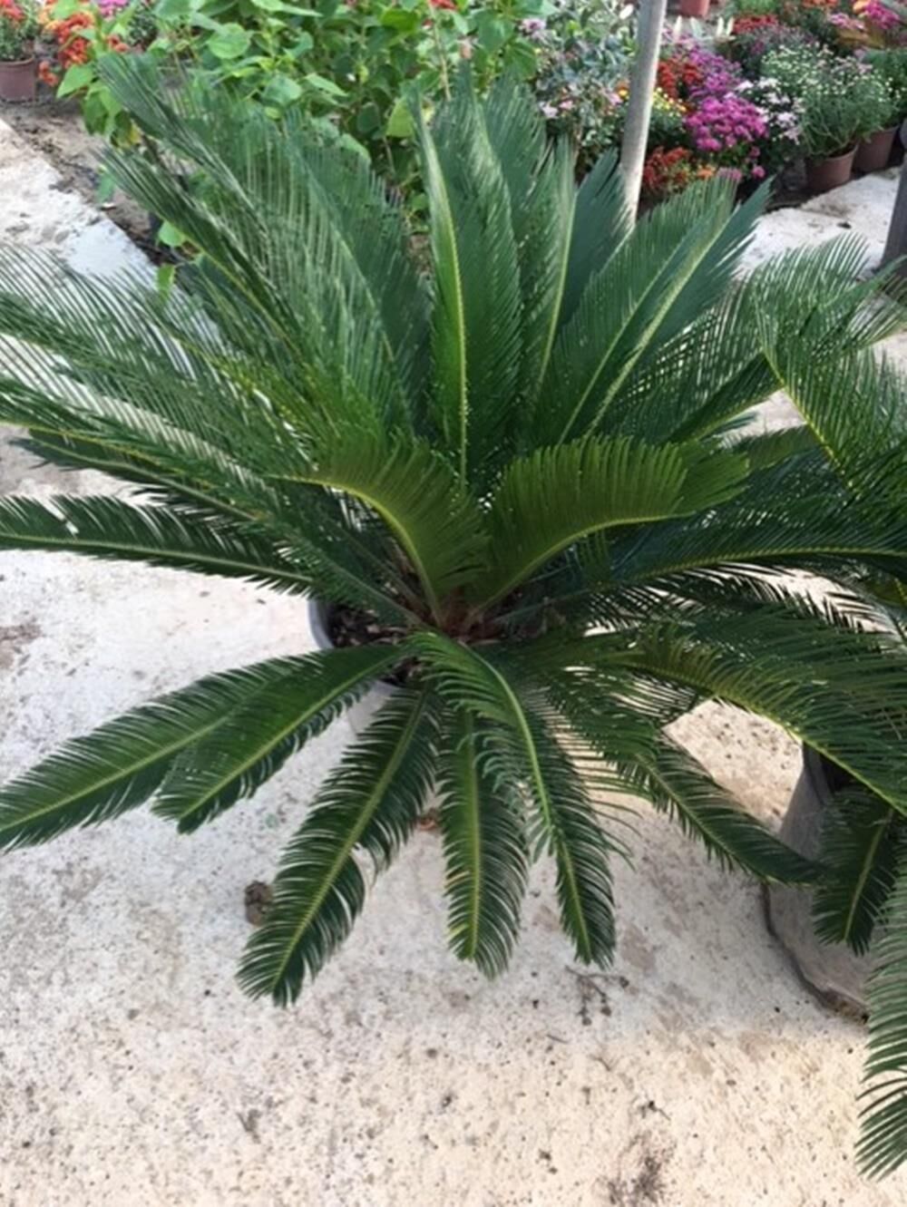 KALIN GÖVDELİ CYCAS(SIKAS) JAPON SAGU PALMİYESİ 6 YAŞ