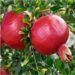 2 YAŞ TATLI NAR FİDANI 90-110 CM