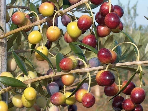 Bol meyveli SAKSIDA 4 YAŞ BODUR ARBEQUEİNEA İSPANYOL ZEYTİN FİDANI