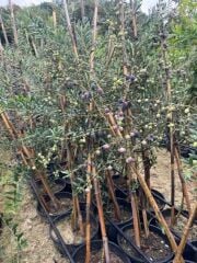 Bol meyveli SAKSIDA 4 YAŞ BODUR ARBEQUEİNEA İSPANYOL ZEYTİN FİDANI