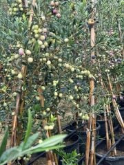 Bol meyveli SAKSIDA 4 YAŞ BODUR ARBEQUEİNEA İSPANYOL ZEYTİN FİDANI